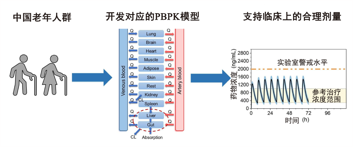 文章推薦 | 使用生理藥代動力學PBPK模型支持中國老年人群的合理用藥
